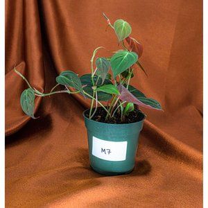 Philodendron Micans 4" US Seller Potted RARE Philo